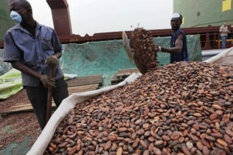 Côte dÂ’Ivoire : Campagne commerciales de cacao, les paysans obtiennent 1,176 milliards de FCFA en 2013